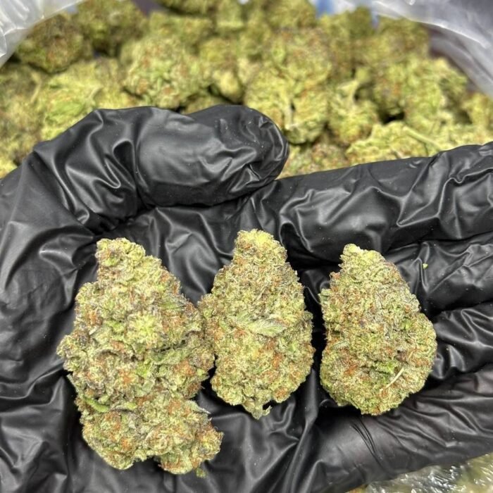 Black DOSI strain