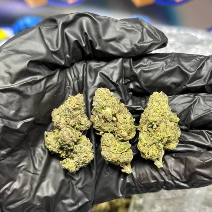 Purple Mintz strain