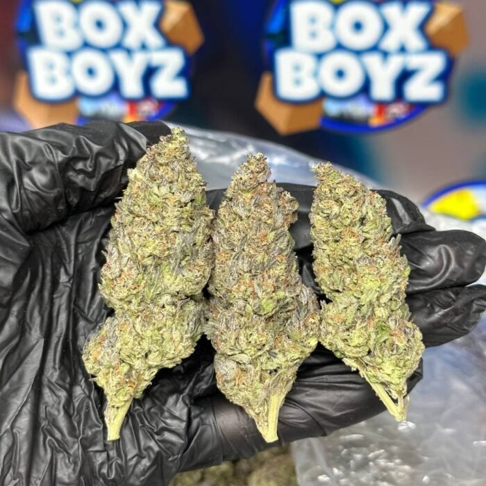 Rainbow gushers strain